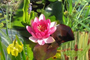 Staudensortiment groer Gartenteich 1 rosa Seerose und 5 Sumpf / Wasserpflanzen